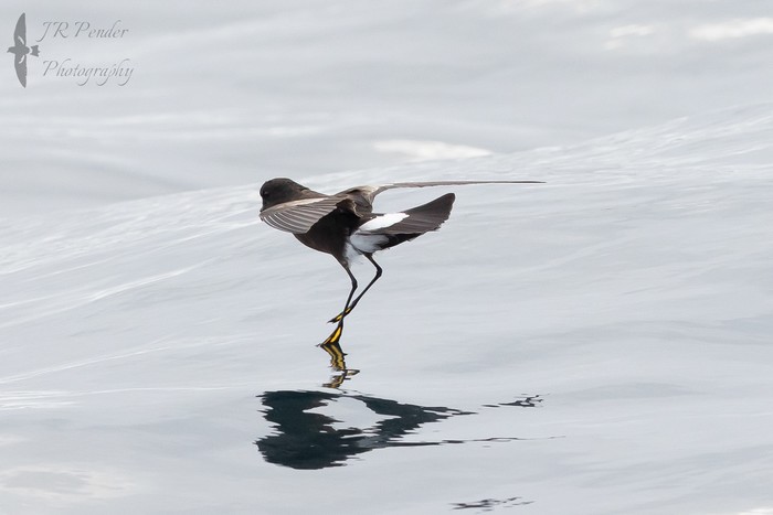 Wilson's Petrel