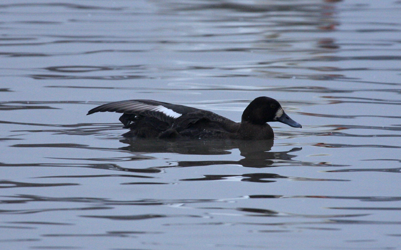 Lesser Scaup