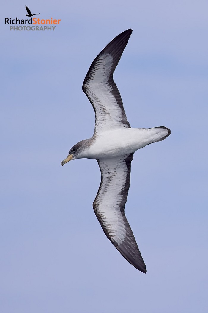 Cory's Shearwater