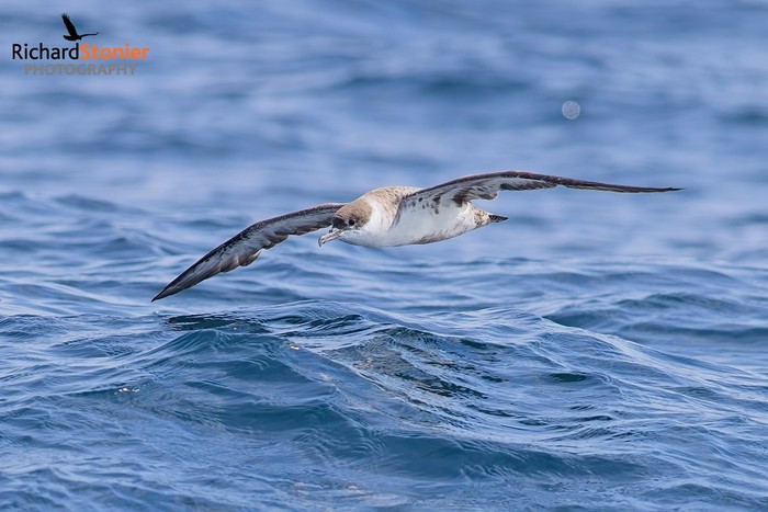 Great Shearwater