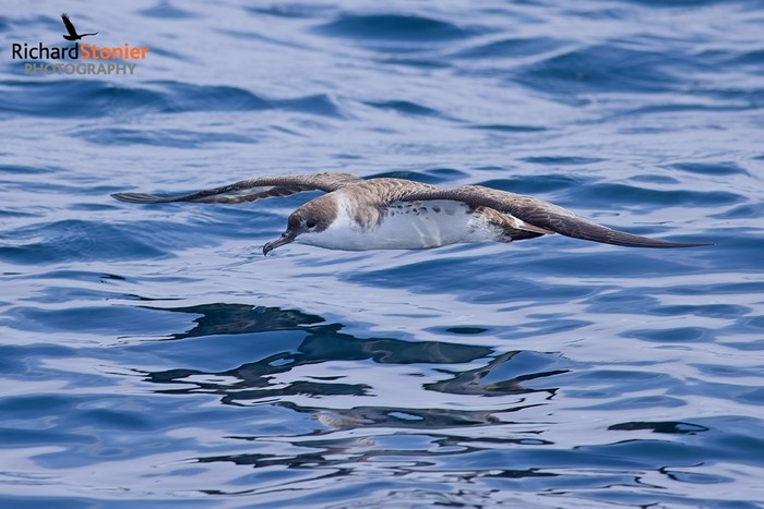 Great Shearwater