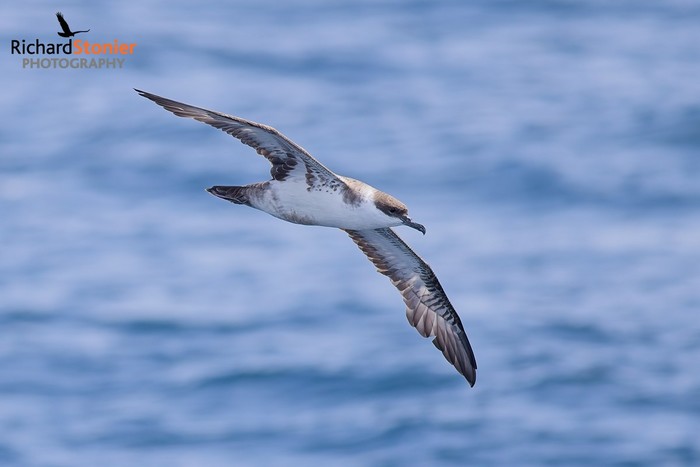 Great Shearwater