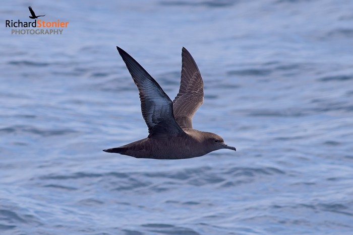 Sooty Shearwater