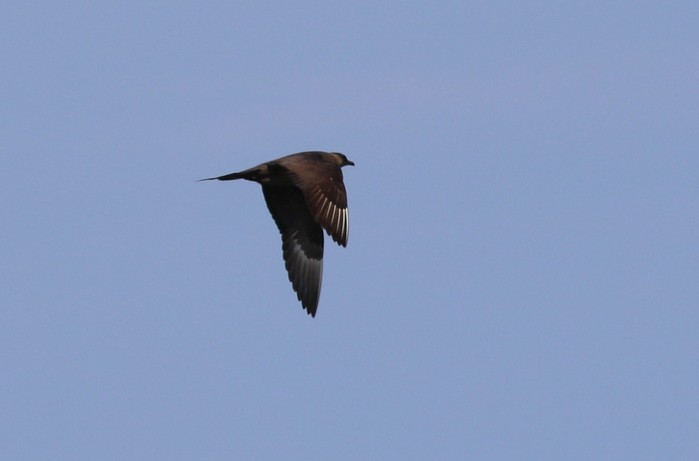 Arctic Skua