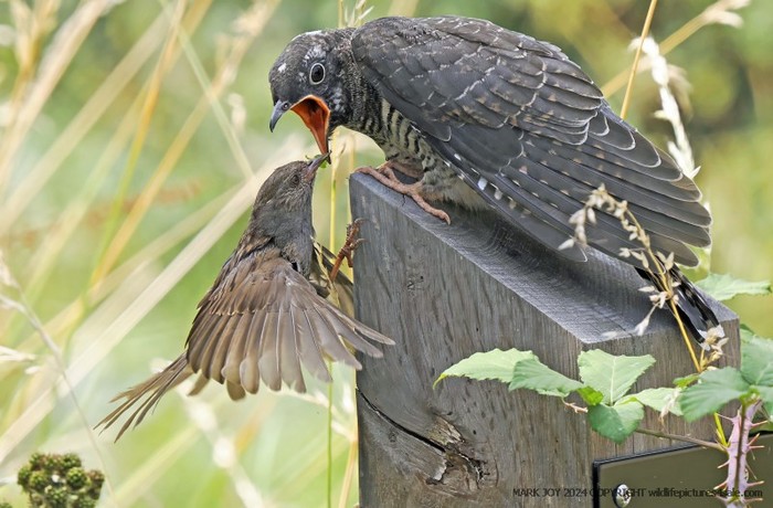 Cuckoo