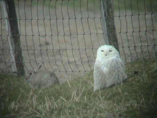 Snowy Owl