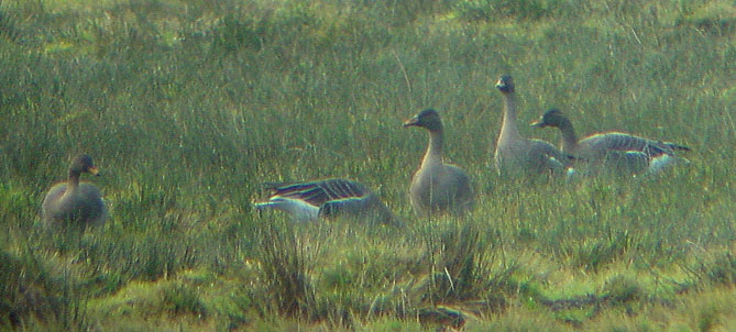 Taiga Bean Goose