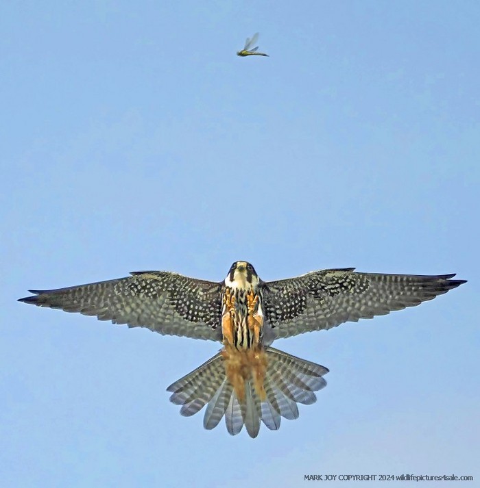 Hobby