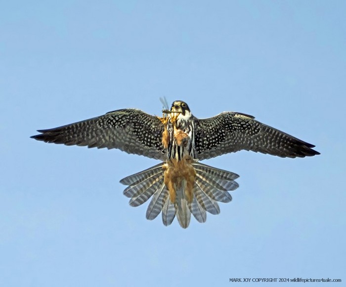 Hobby