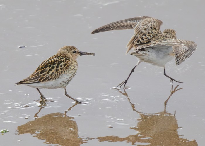 Baird's Sandpiper