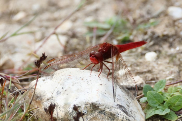 Scarlet Darter dragonfly