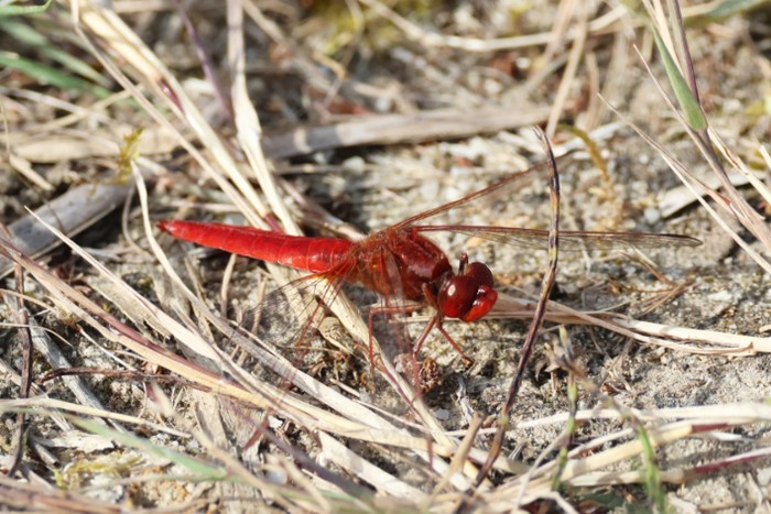 Scarlet Darter dragonfly