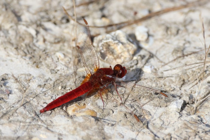 Scarlet Darter dragonfly