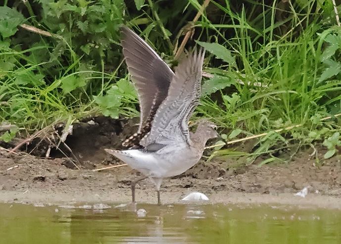 Wood Sandpiper
