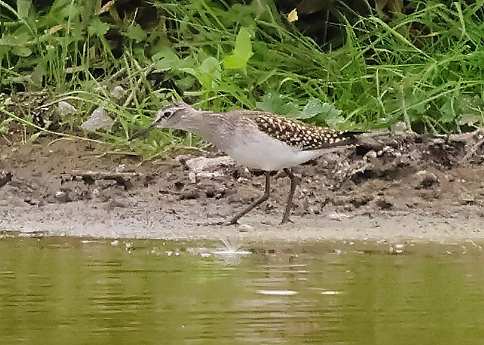 Wood Sandpiper