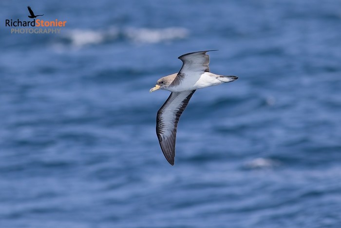 Cory's Shearwater