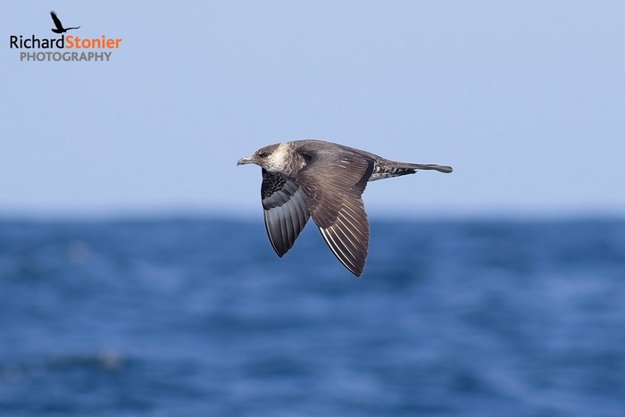 Pomarine Skua