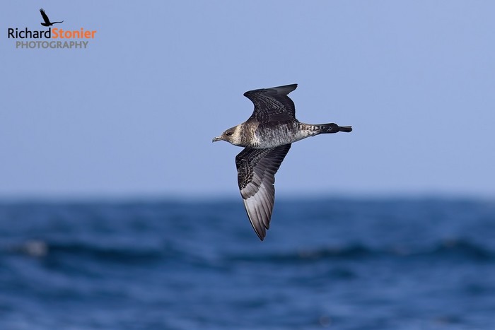 Pomarine Skua