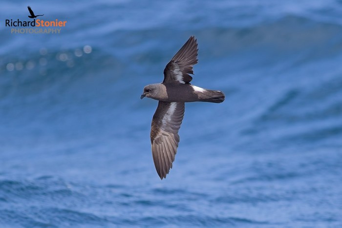 Storm Petrel