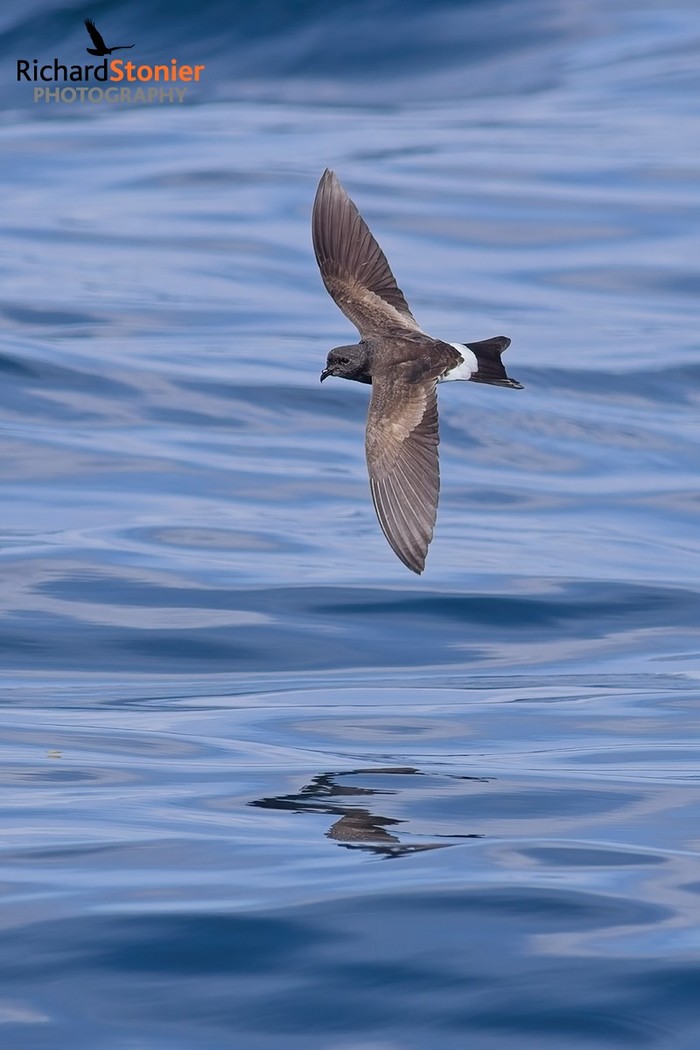 Wilson's Petrel