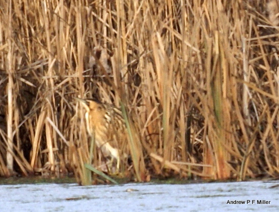 Bittern