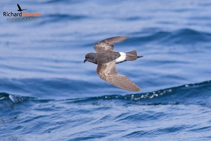 Wilson's Petrel