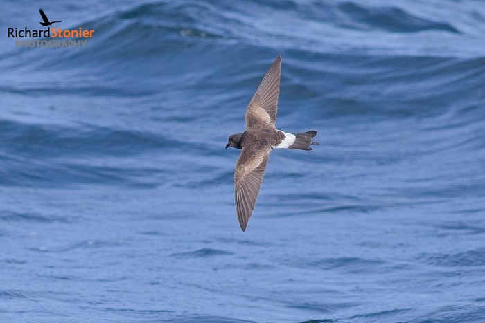 Wilson's Petrel
