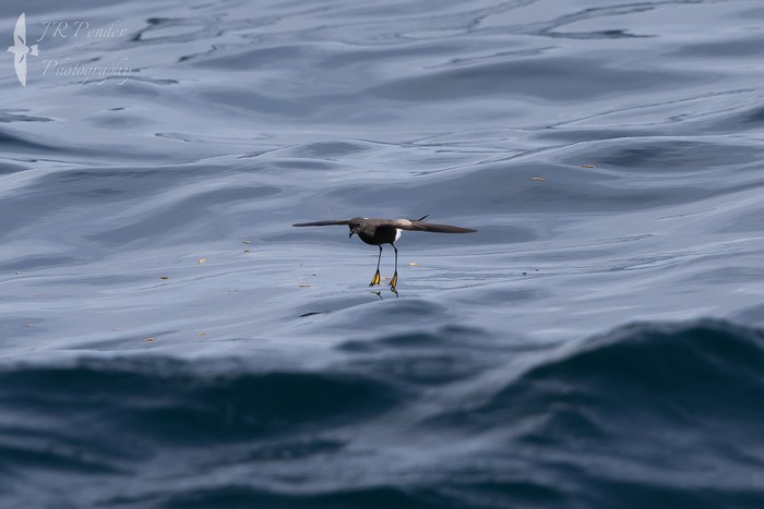 Wilson's Petrel