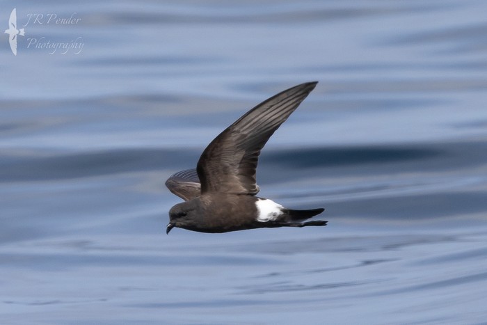 Wilson's Petrel