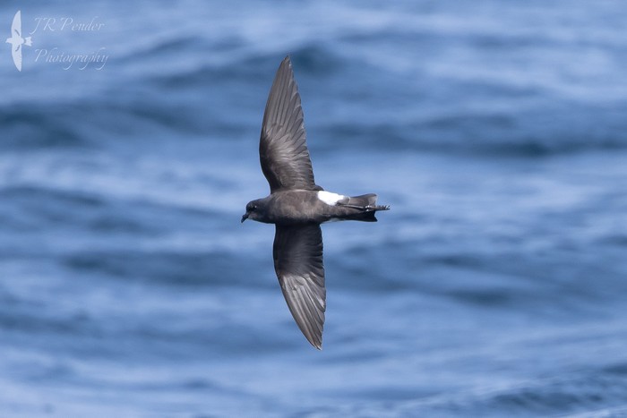 Wilson's Petrel