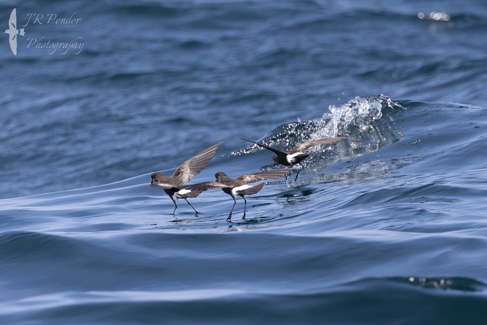 Wilson's Petrel