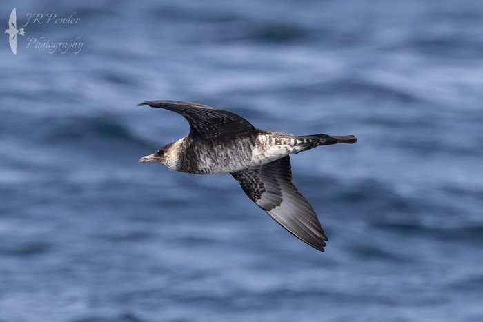Pomarine Skua