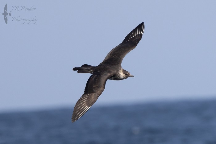 Pomarine Skua