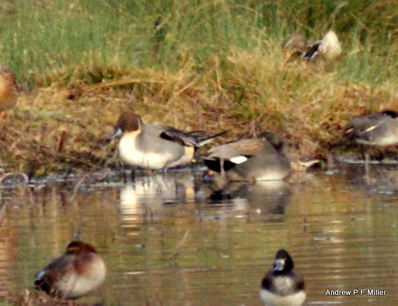 Pintail