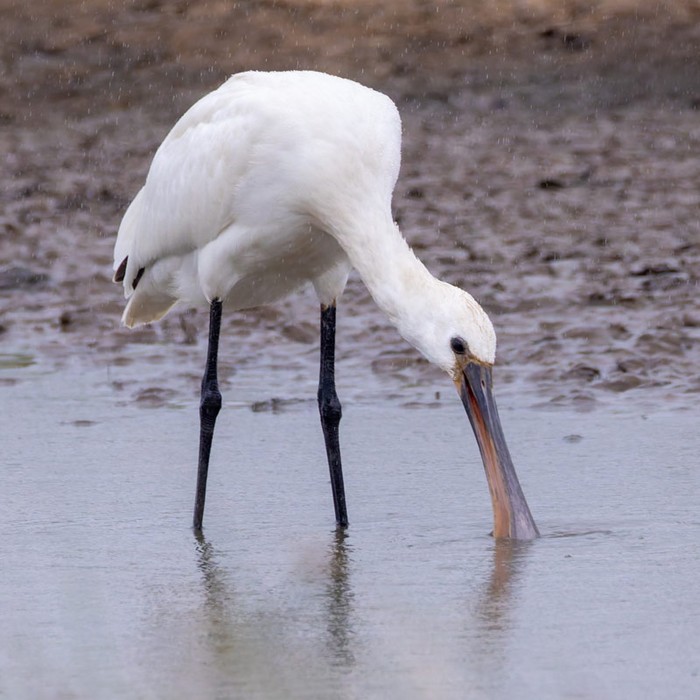 Spoonbill