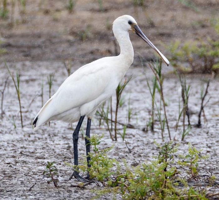 Spoonbill
