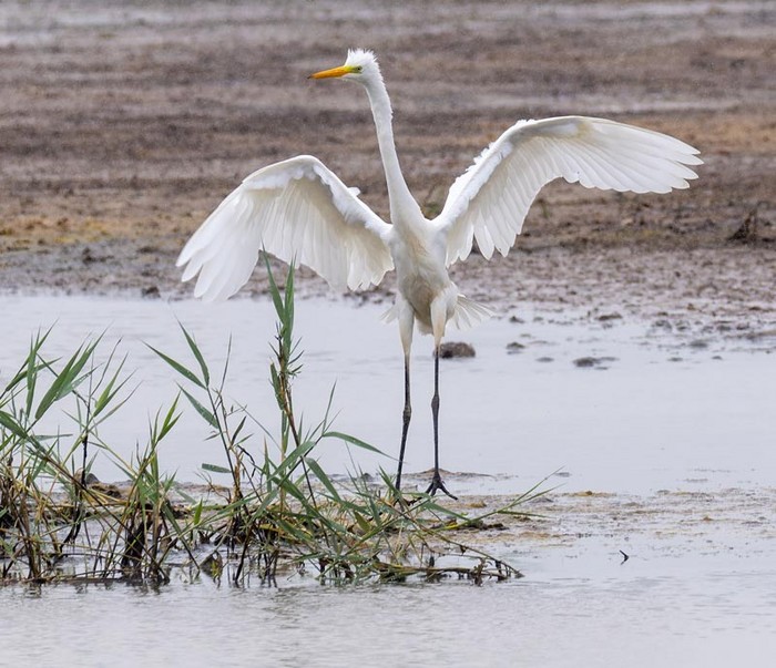 Great White Egret