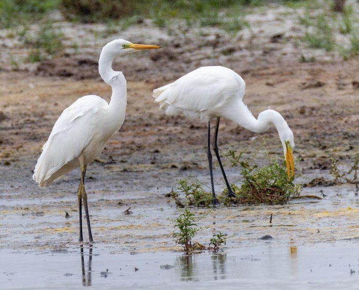 Great White Egret