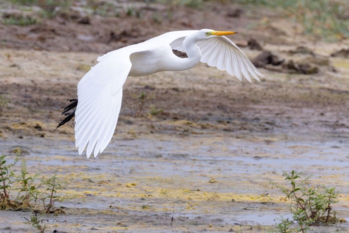 Great White Egret