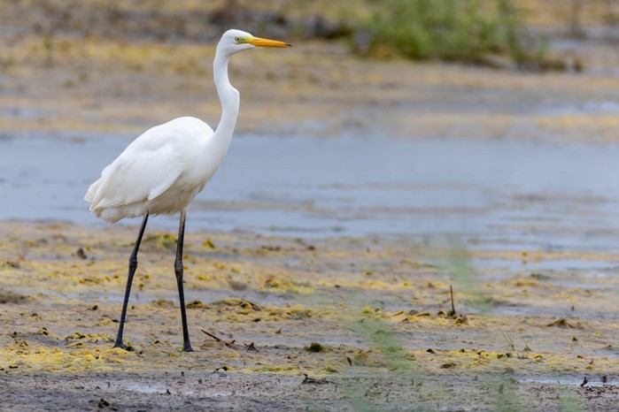 Great White Egret