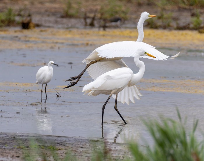 Great White Egret