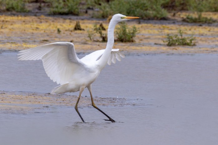 Great White Egret