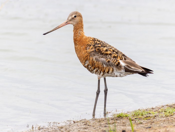 Black-tailed Godwit