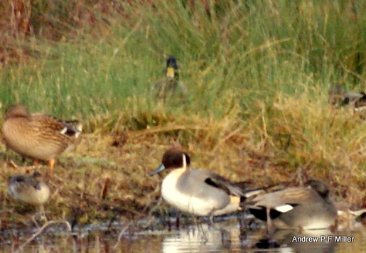 Pintail