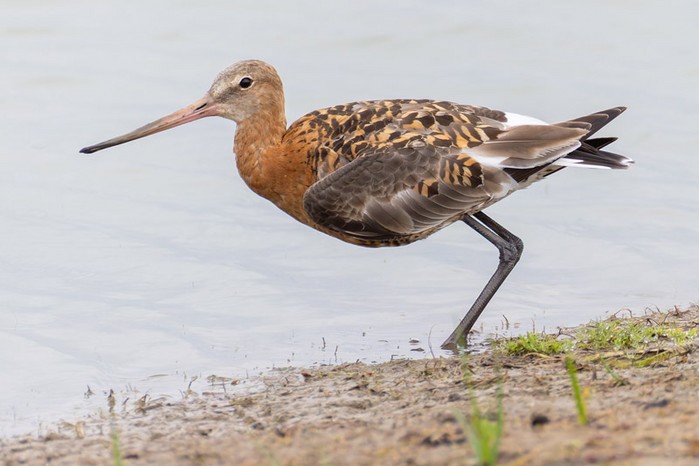 Black-tailed Godwit