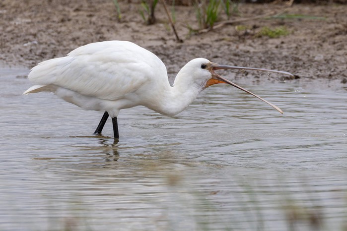 Spoonbill
