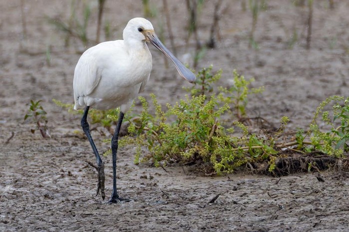 Spoonbill