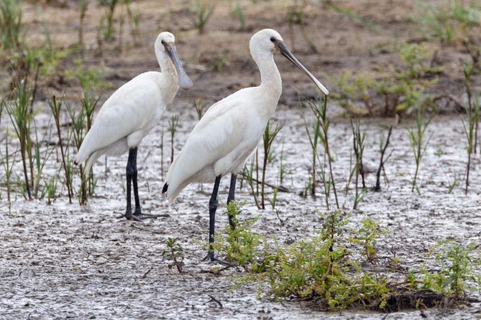 Spoonbill