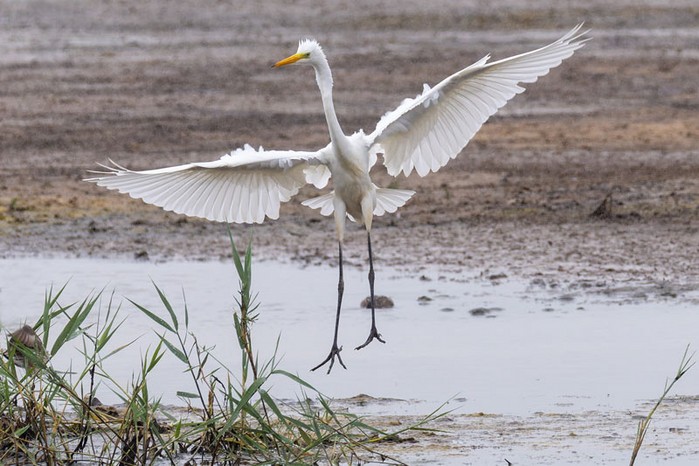 Great White Egret