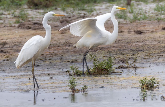 Great White Egret